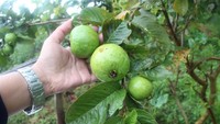 Perkebunan jambu sekitar embung