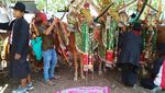 Kontes Kecantikan Sapi di Madura