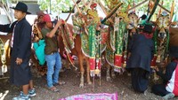 Aksesoris sapi dilepas dan disimpan rapi