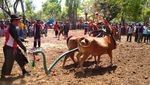 Kontes Kecantikan Sapi di Madura