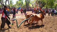 Beginilah kerapan sapi betina, joki ikut berlari di belakang sapi