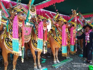Kontes Kecantikan Sapi di Madura