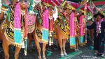 Kontes Kecantikan Sapi di Madura