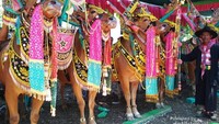 Kerapan Sapi Betina di Gili Raja Madura