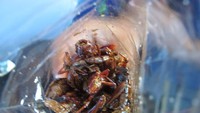 Belalang dalam kemasan (dok. Putri/detikTravel)