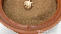 Bijih opium