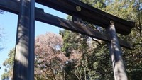 Torii raksasa yang menjadi simbol Kuil Meiji Jingu. Merupakan gerbang pintu masuk kuil