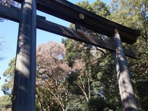 Kuil Meiji Jingu & Perayaan Panen di Tengah Ramainya Tokyo