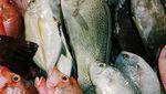 Kupang, Seafood dan Alam NTT yang Luar Biasa