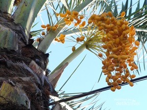 Kurma Berbuah di Surabaya