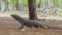 menyaksikan komodo (Varanus komodoensis), spesies kadal terbesar didunia di Taman Nasional komodo