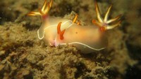 Nudibranc di Pulau Lae-lae (dok. Sumedi/dtraveller)