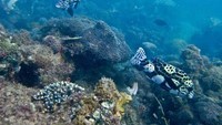 Alam bawah laut Lae-lae (dok. Sumedi/dtraveller)