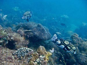 Lae-lae, Si Cantik di Barat Makassar