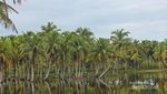 Laguna Tiku, Keindahan Tersembunyi dari Sumatera Barat