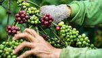 Lampung Barat Rumah Kopi Favorit Dunia