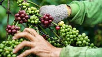 biji kopi terbaik foto by @endangguntorcangggu