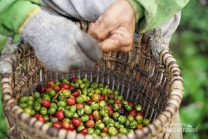 Lampung Barat Rumah Kopi Favorit Dunia