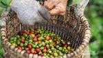 Lampung Barat Rumah Kopi Favorit Dunia