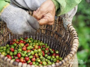 Lampung Barat Rumah Kopi Favorit Dunia