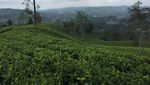 Lanskap Cantik Ini Ada di Tasikmalaya, Tahu?
