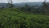 Kebuh Teh Taraju