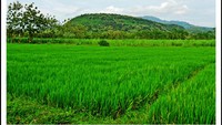 Hamparan lahan sawah di Desa Tuyuhan