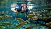 Bisa snorkeling