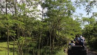 Pohon sengon dan rumput gajah tumbuh subur paska erupsi