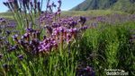 Lavender Cantik di Gunung Para Dewa, Semeru