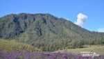 Lavender Cantik di Gunung Para Dewa, Semeru