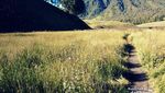 Lavender Cantik di Gunung Para Dewa, Semeru