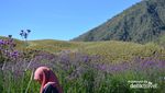Lavender Cantik di Gunung Para Dewa, Semeru