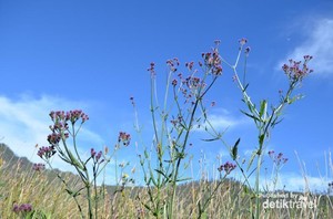 Lavender Cantik di Gunung Para Dewa, Semeru