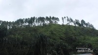 Perbukitan hijau