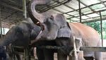 Lebih Dekat Dengan Gajah di Thailand