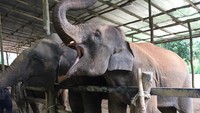Kakek gajah mengantri dengan sabar untuk disuapi pisang