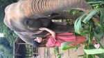 Lebih Dekat Dengan Gajah di Thailand