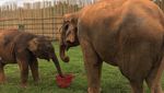 Lebih Dekat Dengan Gajah di Thailand