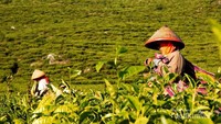 Para pemetik teh memetik pucuk-pucuk daun teh di perkebunan teh di lereng gunung Ungaran (2050 M dpl) di Semarang, Jawa Tengah.