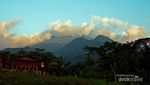 Lebih Dekat dengan Pemetik Teh Gunung Ungaran