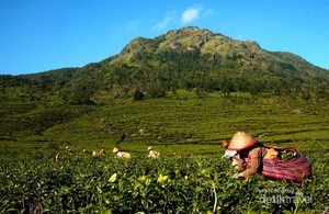 Lebih Dekat dengan Pemetik Teh Gunung Ungaran