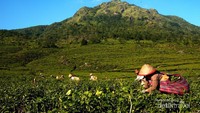 Para pemetik teh memetik pucuk-pucuk daun teh di perkebunan teh di lereng gunung Ungaran (2050 M dpl) di Semarang, Jawa Tengah.
