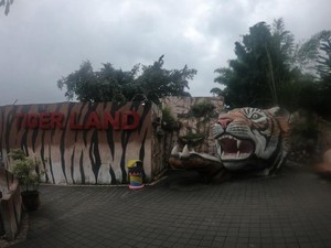 Lebih Dekat dengan Sang Raja Hutan di Batu Secret Zoo