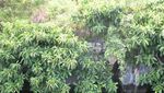 Legenda Mistis Batu Gantung di Pulau Samosir