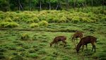 Lembang atau Ciwidey? Ini Dia Ulasan Lengkapnya