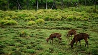 Menjelajah penangkaran rusa di Ranca Upas (P.D. Indriastuty Pharmantara/dTraveler)