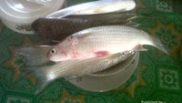 Ikan belanak, cocok sebelum dibuat Lempah Kuning