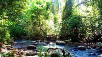 Sungai eksotik di antara hutan dataran rendah dan mangrove