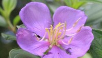 Salah satu jenis flora yang tumbuh di Gunung Ujung Pancu.